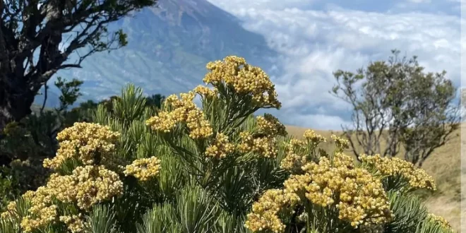Wow! Toyota Raize 2025 punya Fitur Canggih Keselamatan Dari Deteksi Tabrakan Hingga Parkir yang Sulit